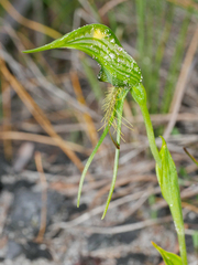 Pterostylis turfosa