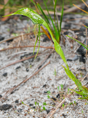 Pterostylis turfosa