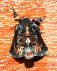 Euphobetron cupreitincta