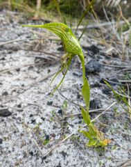 Pterostylis turfosa