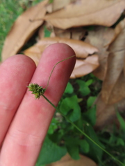 Carex cephalophora