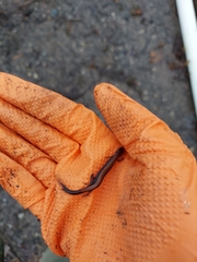 Plethodon serratus