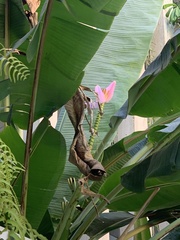 Musa ornata