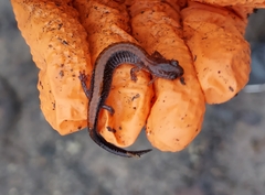 Plethodon serratus