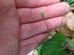 Carex texensis