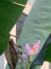 Musa ornata
