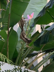 Musa ornata