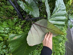 Xanthosoma violaceum