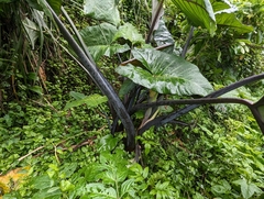 Xanthosoma violaceum