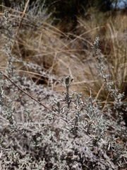 Artemisia mendozana