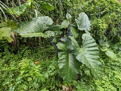 Xanthosoma violaceum