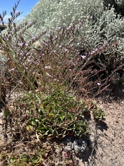 Limonium hyblaeum