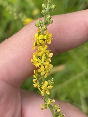 Agrimonia parviflora