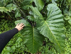 Xanthosoma violaceum