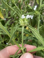 Leucas lavandulifolia