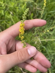 Agrimonia parviflora