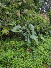 Xanthosoma violaceum