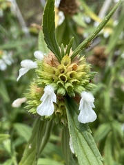 Leucas lavandulifolia