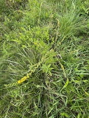 Agrimonia parviflora