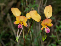 Diuris