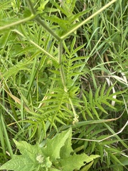 Agrimonia parviflora