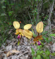 Diuris