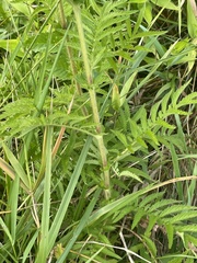 Agrimonia parviflora