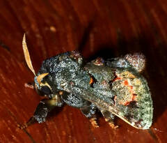 Euphobetron cupreitincta