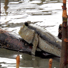 Periophthalmodon schlosseri