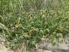 Leucas lavandulifolia