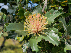Banksia ilicifolia