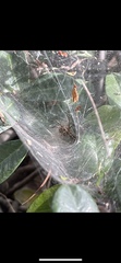 Araneae