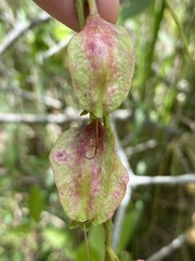 Barringtonia acutangula