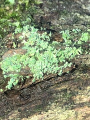Cladonia peziziformis