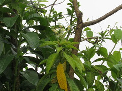 Solanum oblongifolium