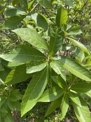 Barringtonia acutangula