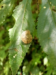 Aegista