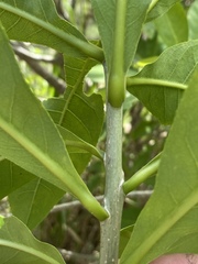 Barringtonia acutangula