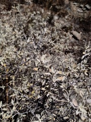 Buddleja mendozensis