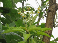 Solanum oblongifolium