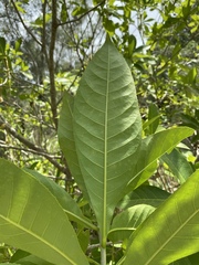 Barringtonia acutangula