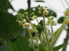 Solanum oblongifolium