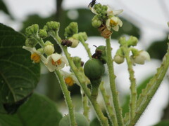Solanum oblongifolium