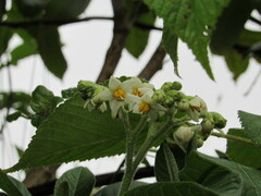 Solanum oblongifolium