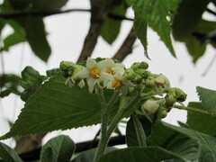 Solanum oblongifolium