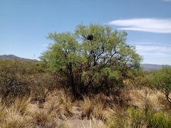 Prosopis flexuosa