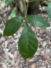 Parmentiera aculeata