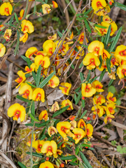 Bossiaea
