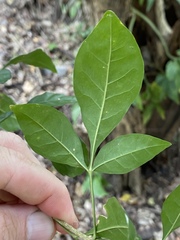 Parmentiera aculeata