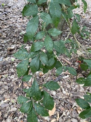 Parmentiera aculeata